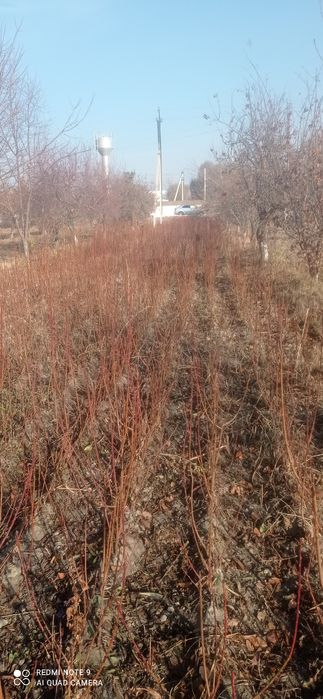 Пайванд килинган кучатлвр сотилади