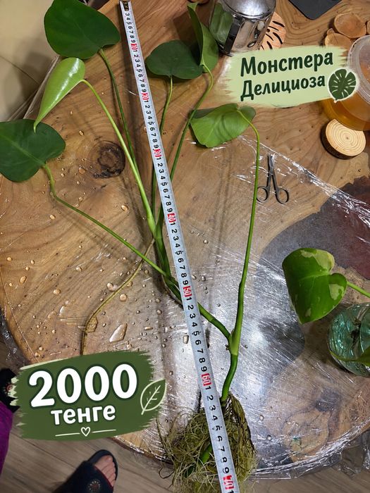 Продам Монстеру Делициоза.