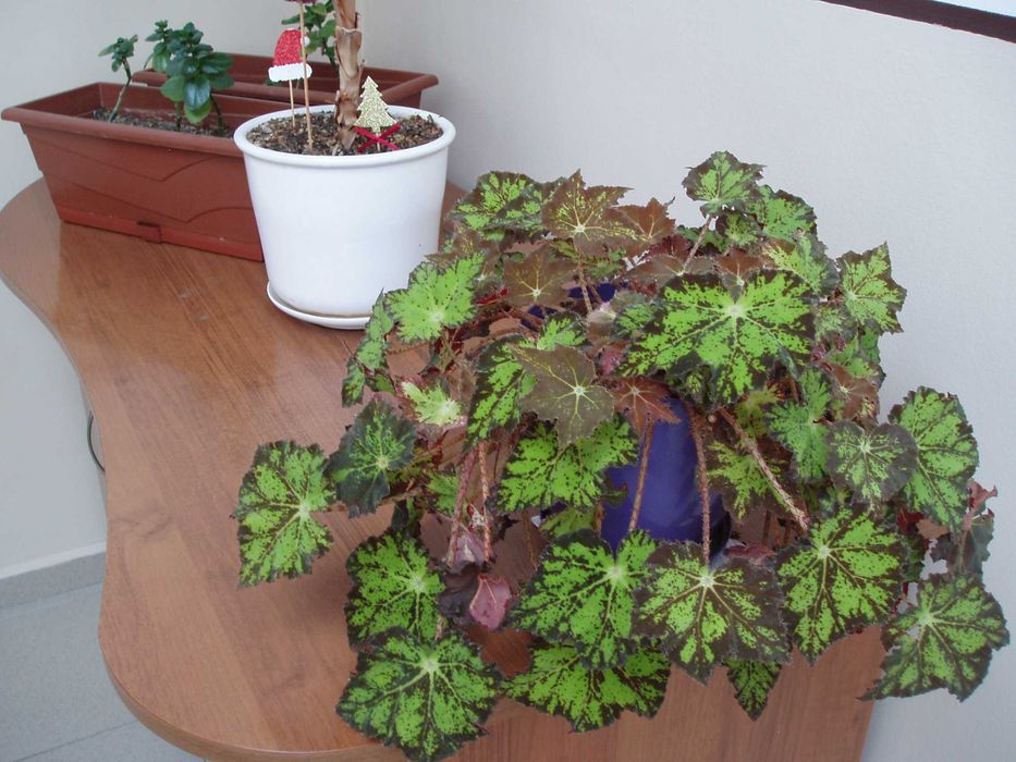 Olympus Camedia Digital C-470 Zoom