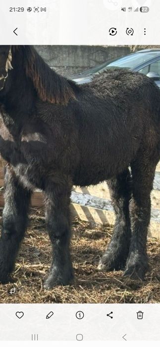 Vand manza belgiană