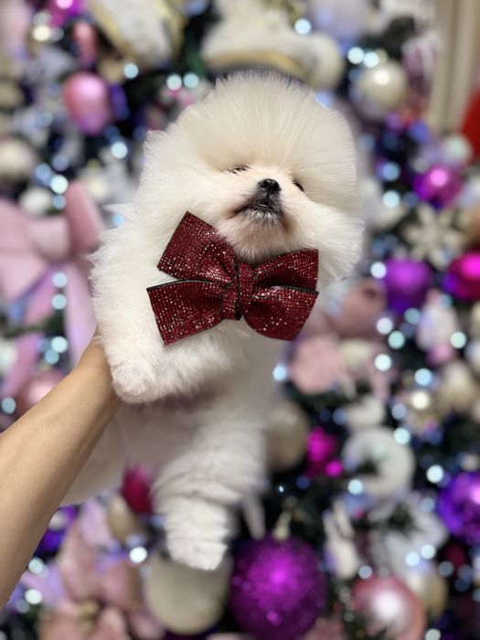 Pomeranian Bear Type