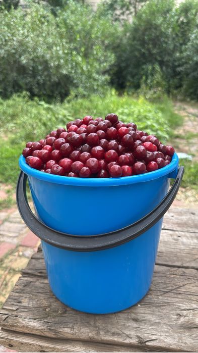 Продаю дачную вишню