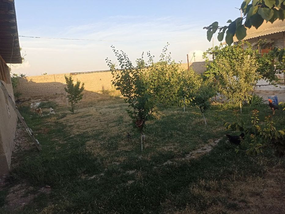 Dala hovli uchatska narxida