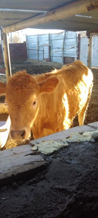 Продаются телочки