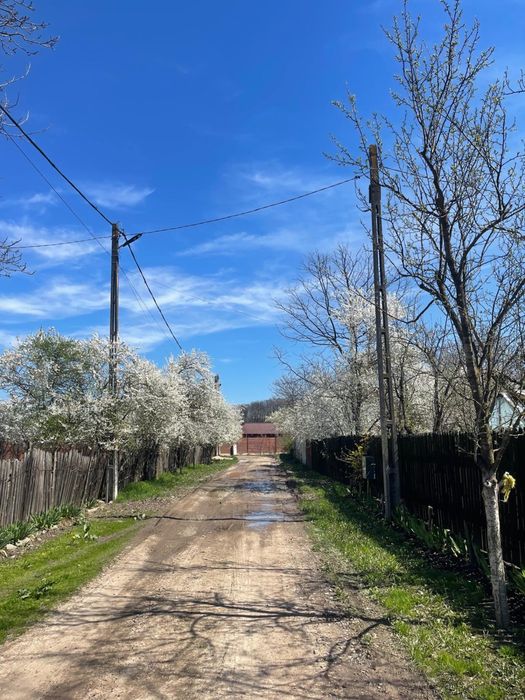 Proprietar vând teren intravilan în satul Runcu comuna Dascalu