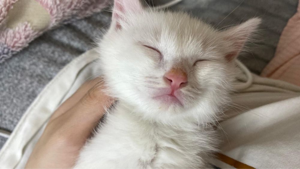 Отдам кошку в хорошие руки