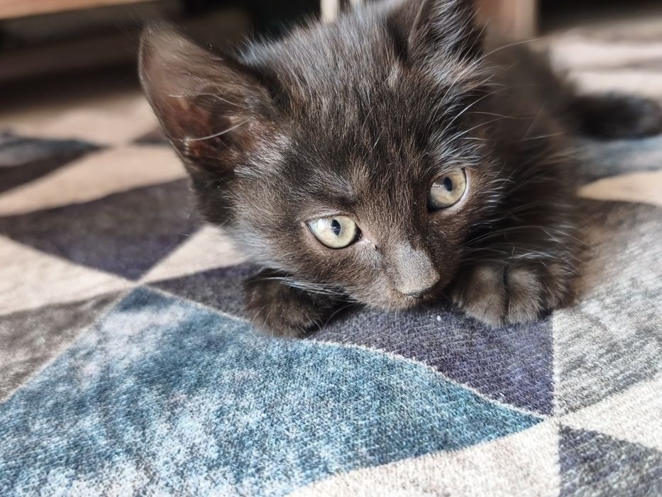 Отдам бесплатно котят