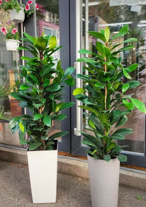 Цветы для офиса и квартир