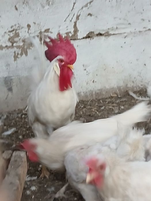 Леггорн стандарт қораз