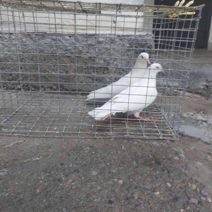 Гулбадам лет с игрой  летные