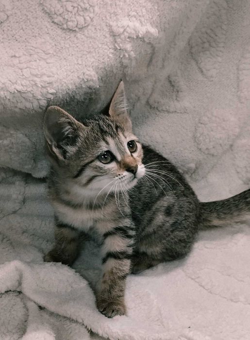 Подарю домашних котят. Мальчики и девочки. 2 месяца.
