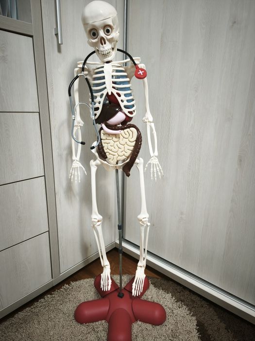 Vând schelet uman-material didactic