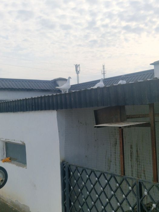 Продам голубей кептер