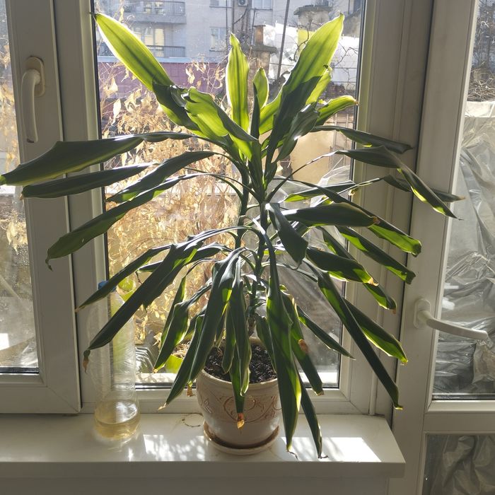 Драцена фрагранс