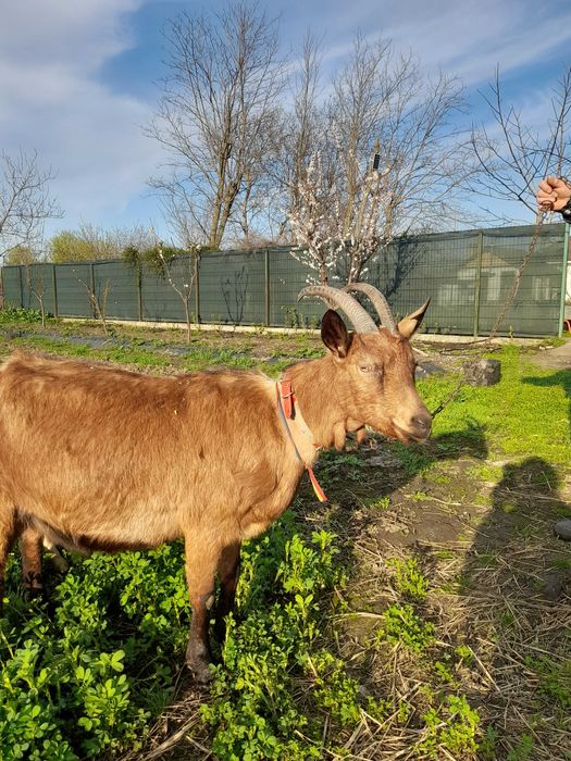 Vand tap saanen si capra alpina