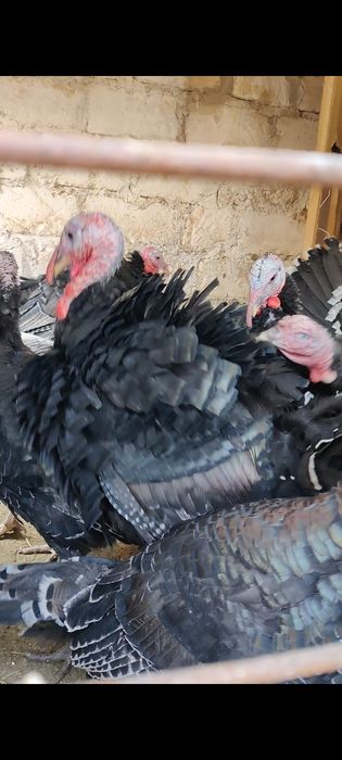 Индюктер сатылады Актау Рекон