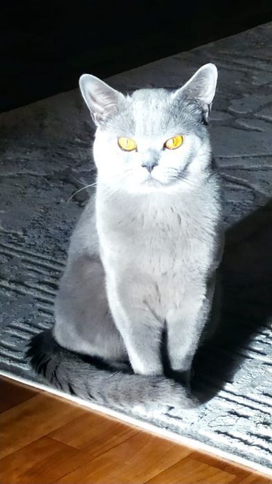 Котенок чистокровный британец