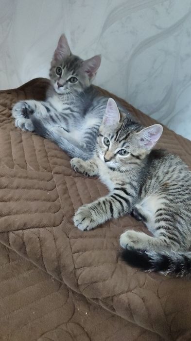Отдам котят, домашние