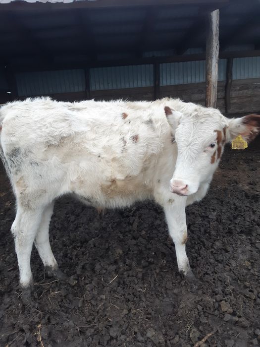 Vand tauras de 5 luni