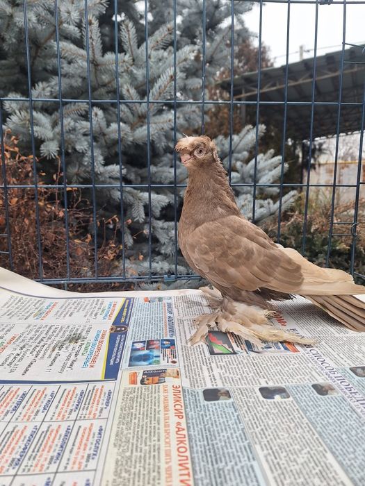 Продам голубку майлевую