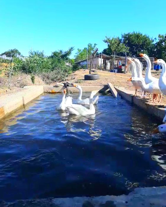 Ouă gâscă Chinezească lebădă!