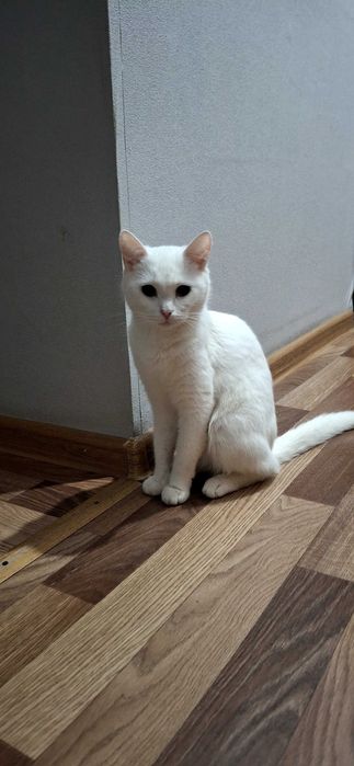 Отдам кошку мышеловку