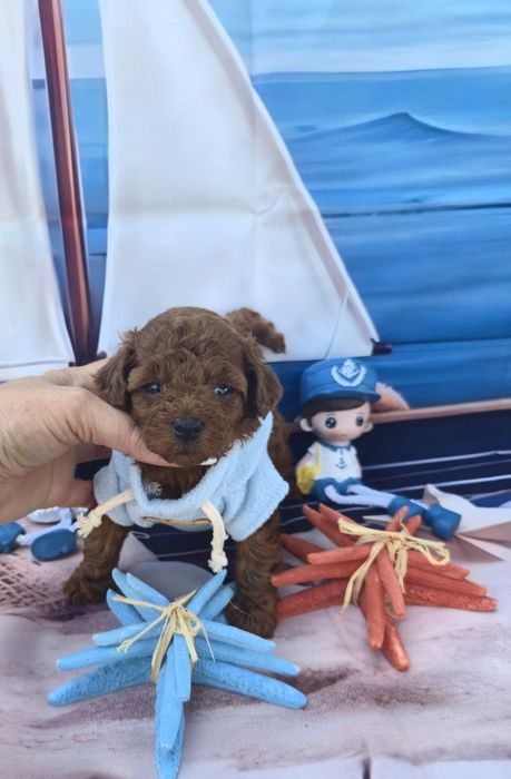 Пудел тийкъп Пудел той poodle teacup момче