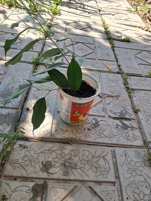 Продам черенки цветов