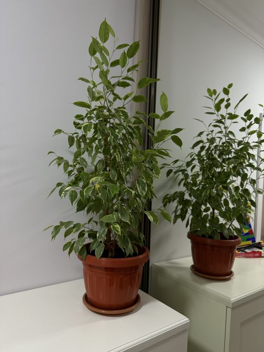 Фикус бенжамина