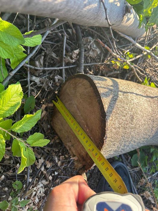 Vând 10 butuci lemn de buc de diferite dimensiuni