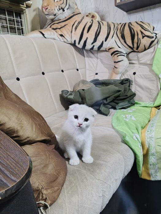 Котёнок скотиш фолд