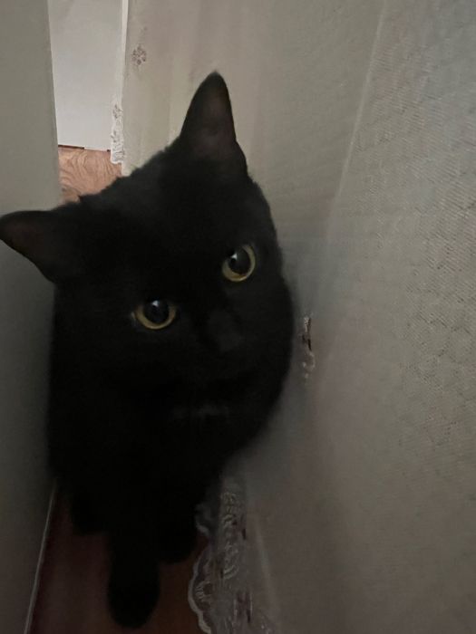 Кошка в добрые руки