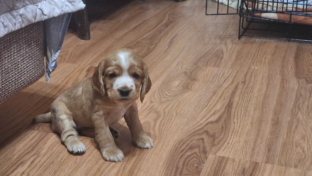 Продаются щенки спаниеля