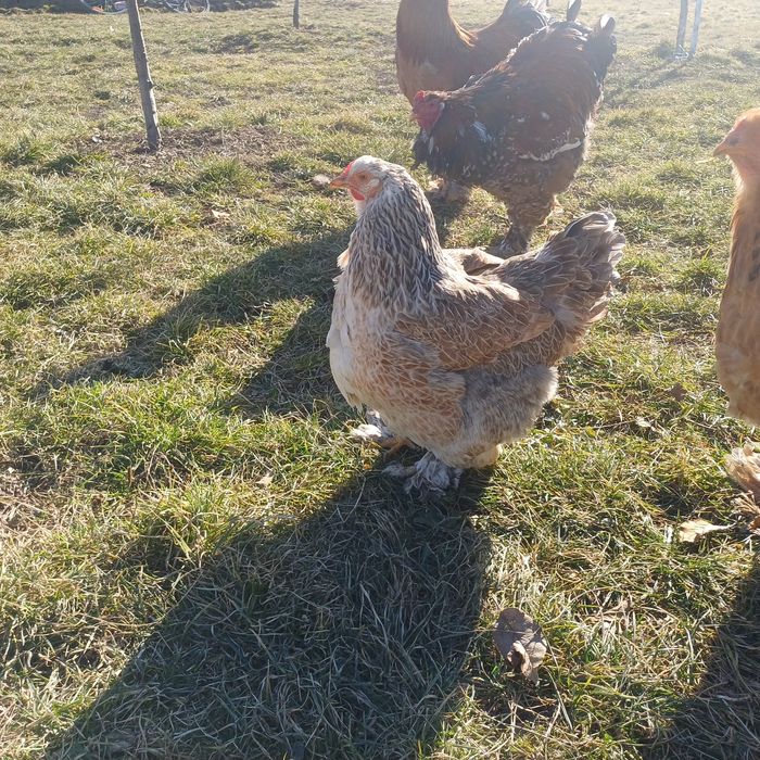 Brahma Oua pentru incubat