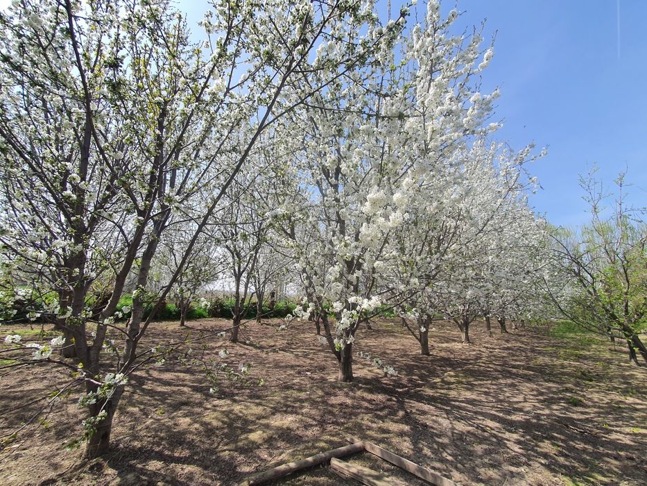 Yer sotiladi 18 sotix. Sotixi 7000$ dan sotiladi