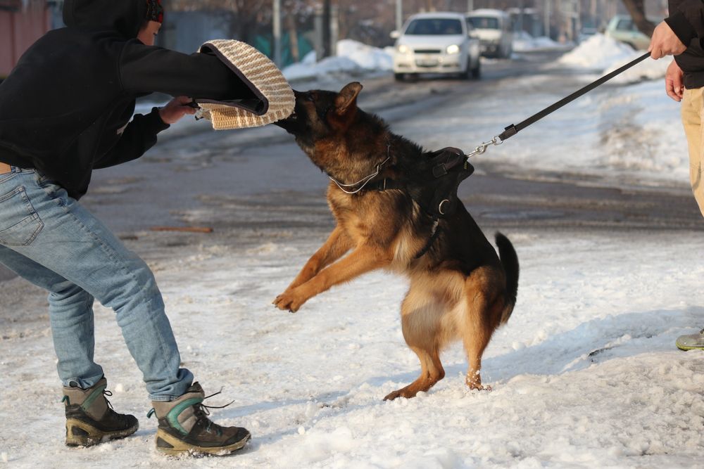 Немецкая Овчарка , Рабочие Линии