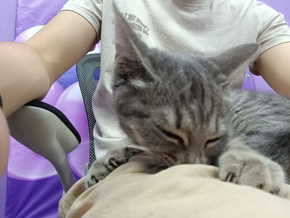 Отдам в добрые руки