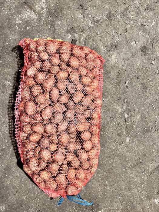 Cartofi consum și sămânță !