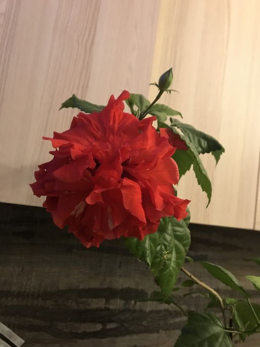 Цвете китайска роза