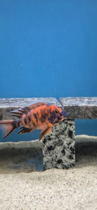 Ciclide africane puii si juvenili