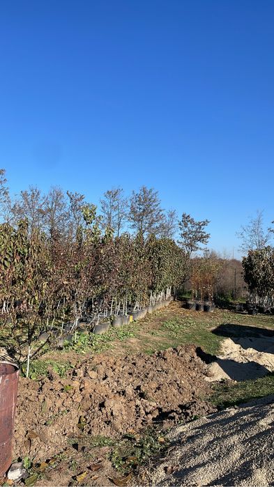 Pomi fructiferi pe rod / pomi la ghiveci