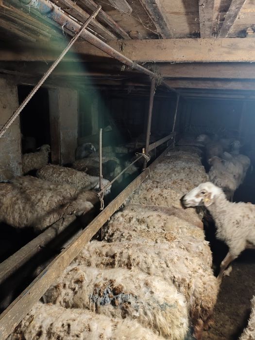 Қойлар 50 000 басталады