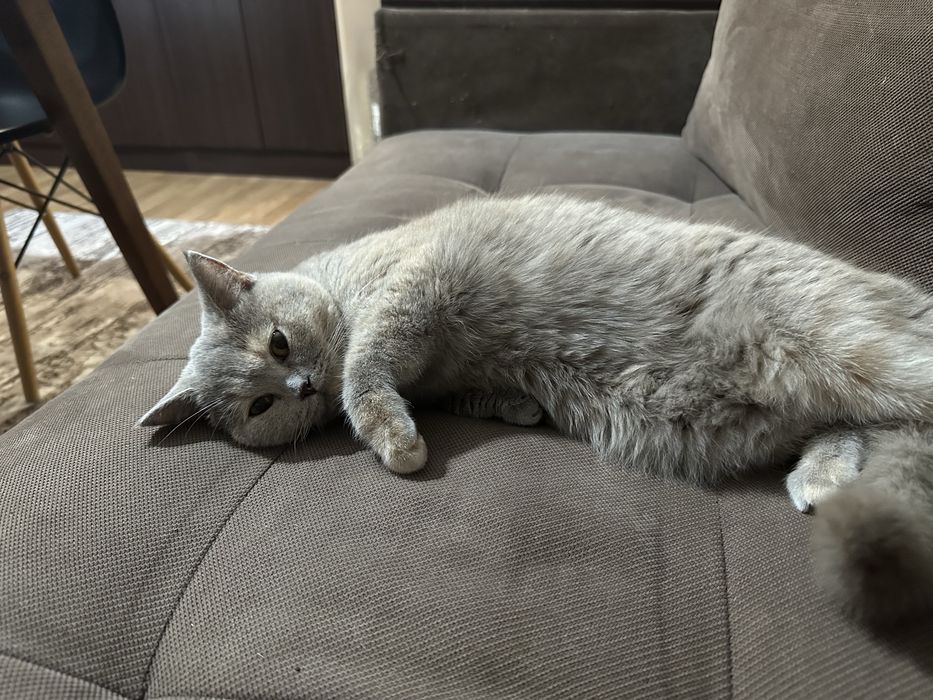 Британска синя късокосместа котка