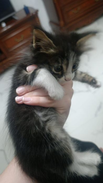 отдам котенка в хорошие руки