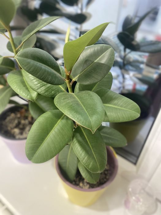 Фикус 5 мың тенге