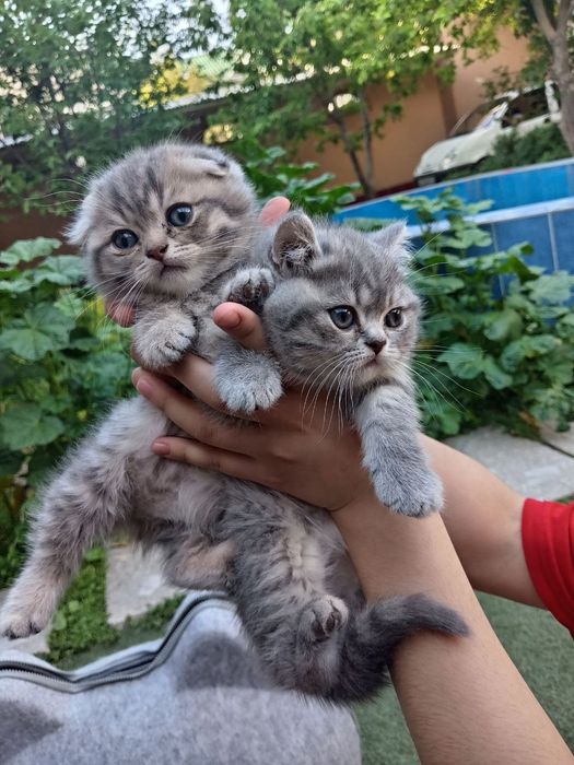 Фолд ва страйт мушукчалар, fold i strayt