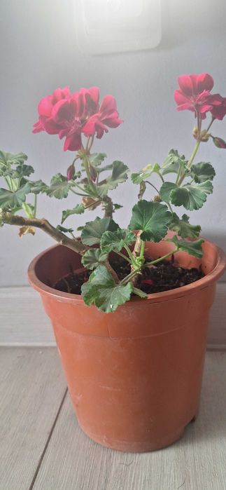 Продаётся цветущая герань