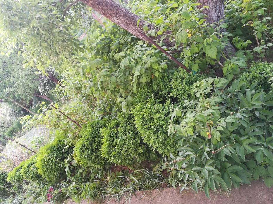 Различни чемшири за красиви градини