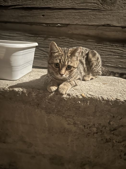 Отдам котенка в семью