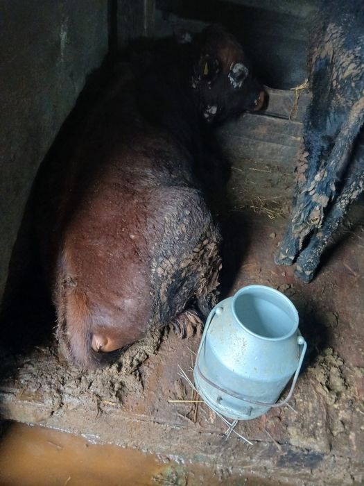 Продам быков на откорме